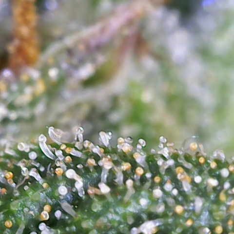 Sweet Zenzation XL Auto growlog photo: Trichome 
