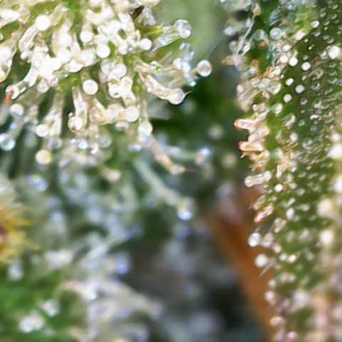 Sweet Zenzation XL Auto growlog photo: Trichome 