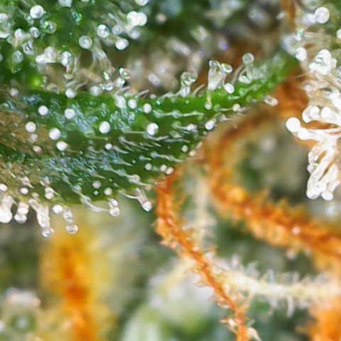 Sweet Zenzation XL Auto growlog photo: Trichome 