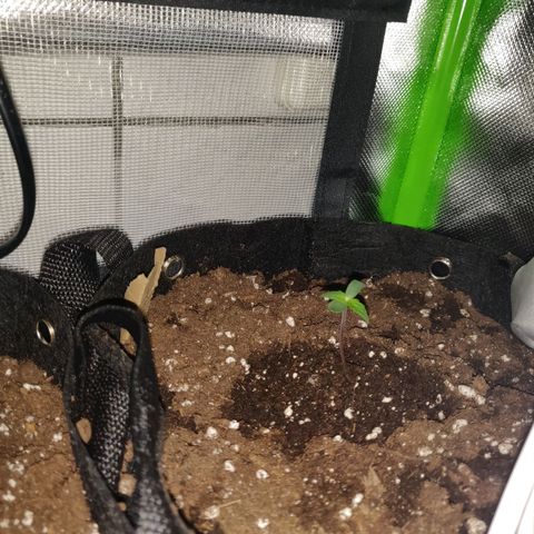 Lemon Haze Auto  growlog timeline photo