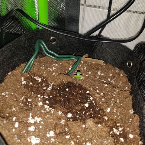 Lemon Haze Auto  growlog timeline photo