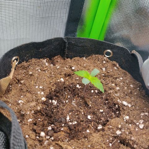 Lemon Haze Auto  growlog timeline photo