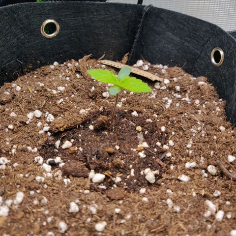 Lemon Haze Auto  growlog timeline photo