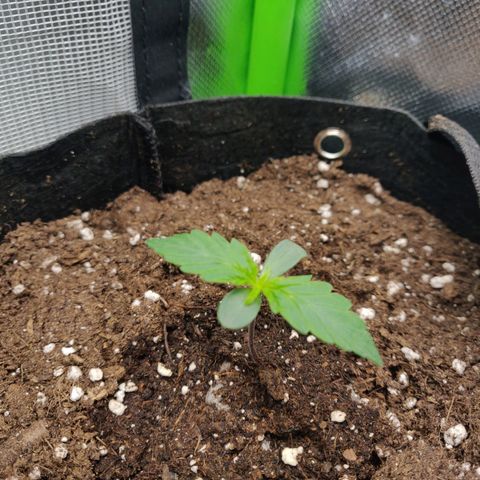 Lemon Haze Auto  growlog timeline photo