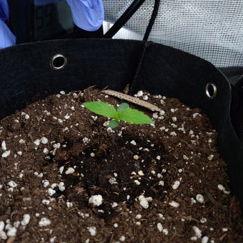 Lemon Haze Auto  growlog timeline photo