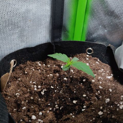 Lemon Haze Auto  growlog timeline photo