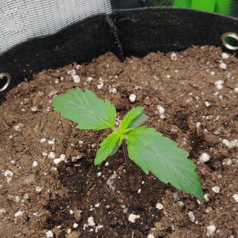 Lemon Haze Auto  growlog photo: Lampe auf ca. 35%, weil etwas gelbliche Blätter

Hohe VPD Schwankungen, also Ventilator nach unten