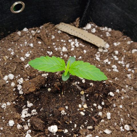 Lemon Haze Auto  growlog photo: Lampe auf ca. 35%, weil etwas gelbliche Blätter

Hohe VPD Schwankungen, also Ventilator nach unten