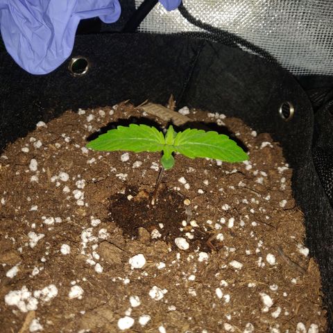 Lemon Haze Auto  growlog timeline photo