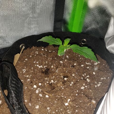 Lemon Haze Auto  growlog timeline photo