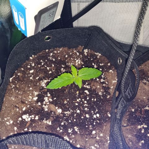 Lemon Haze Auto  growlog timeline photo
