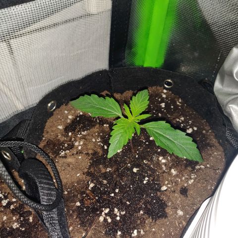 Lemon Haze Auto  growlog timeline photo