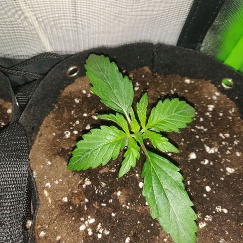 Lemon Haze Auto  growlog timeline photo