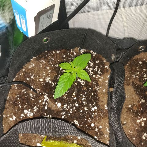 Lemon Haze Auto  growlog timeline photo