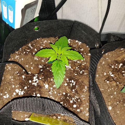 Lemon Haze Auto  growlog timeline photo