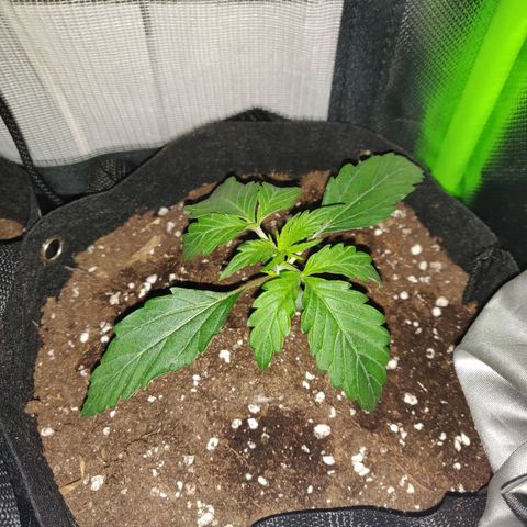 Lemon Haze Auto  growlog timeline photo