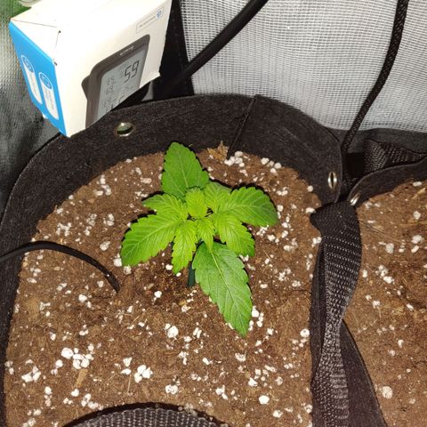 Lemon Haze Auto  growlog timeline photo