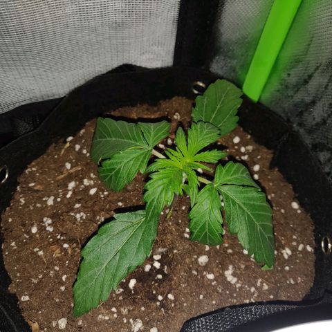 Lemon Haze Auto  growlog timeline photo
