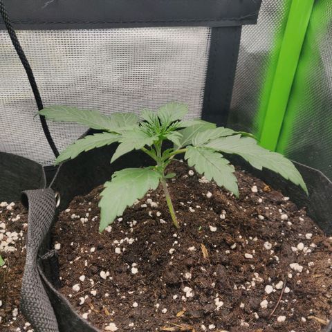 Lemon Haze Auto  growlog timeline photo