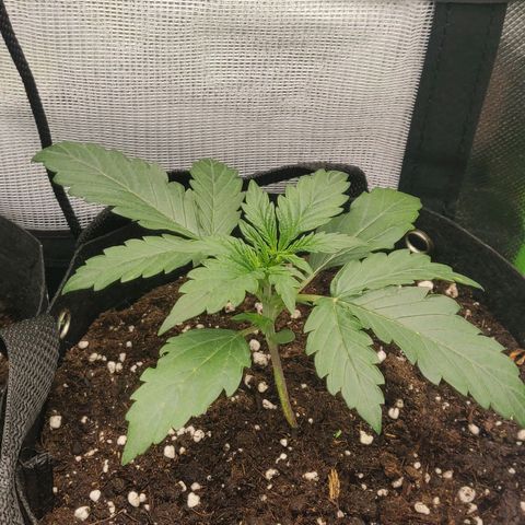 Lemon Haze Auto  growlog timeline photo