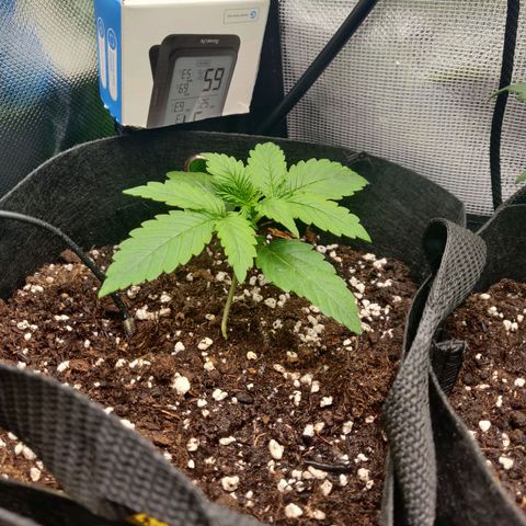 Lemon Haze Auto  growlog timeline photo