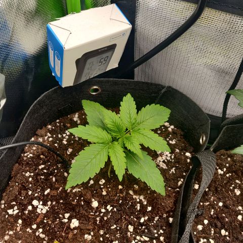 Lemon Haze Auto  growlog timeline photo