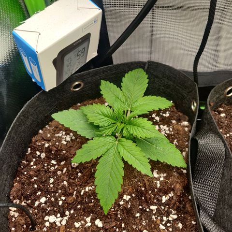 Lemon Haze Auto  growlog timeline photo
