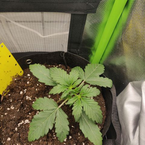 Lemon Haze Auto  growlog timeline photo