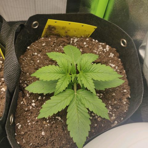 Lemon Haze Auto  growlog timeline photo
