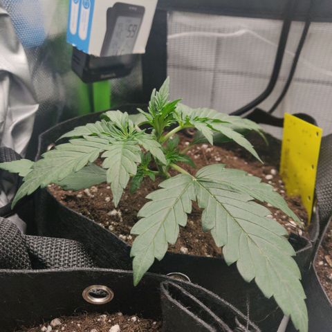 Lemon Haze Auto  growlog timeline photo