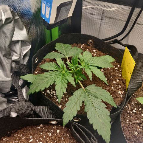 Lemon Haze Auto  growlog timeline photo