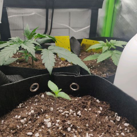 Lemon Haze Auto  growlog timeline photo