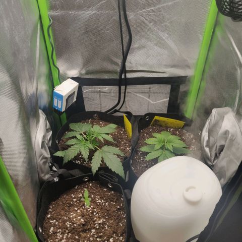 Lemon Haze Auto  growlog timeline photo