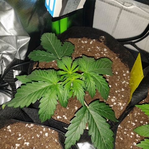 Lemon Haze Auto  growlog timeline photo