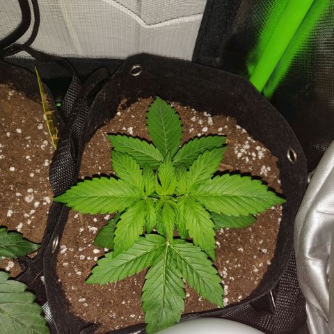 Lemon Haze Auto  growlog timeline photo