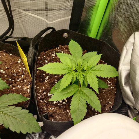 Lemon Haze Auto  growlog timeline photo