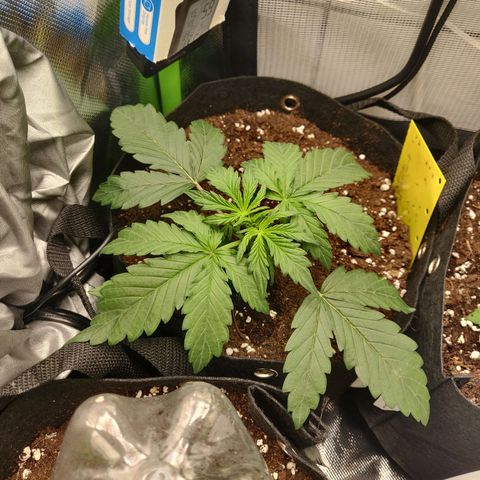 Lemon Haze Auto  growlog timeline photo