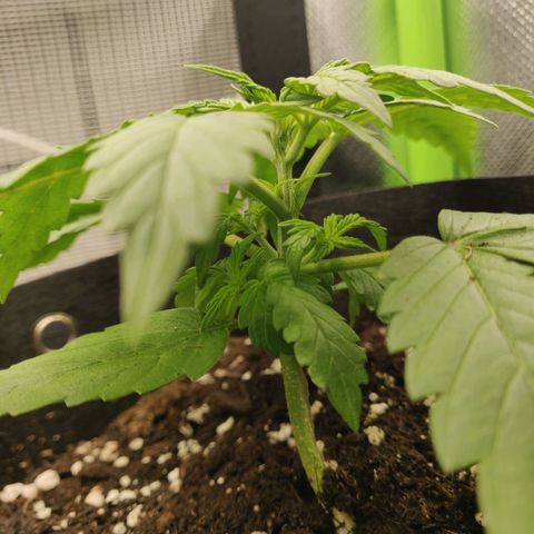 Lemon Haze Auto  growlog timeline photo