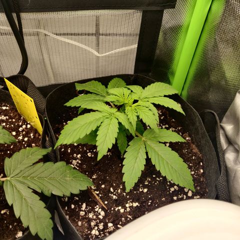 Lemon Haze Auto  growlog timeline photo
