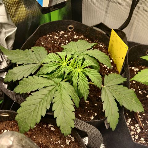 Lemon Haze Auto  growlog timeline photo