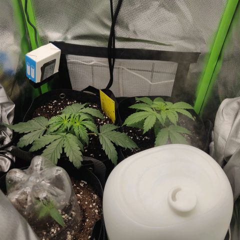 Lemon Haze Auto  growlog timeline photo