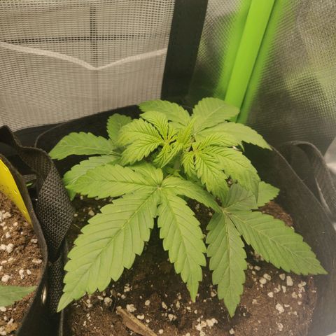 Lemon Haze Auto  growlog timeline photo