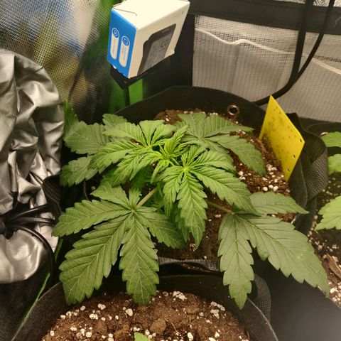 Lemon Haze Auto  growlog timeline photo