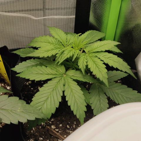 Lemon Haze Auto  growlog timeline photo