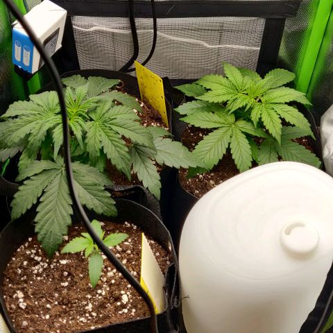 Lemon Haze Auto  growlog timeline photo