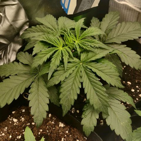 Lemon Haze Auto  growlog timeline photo