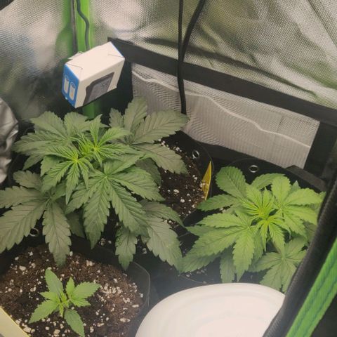 Lemon Haze Auto  growlog timeline photo