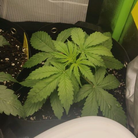 Lemon Haze Auto  growlog timeline photo