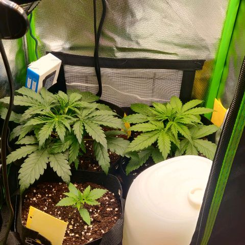Lemon Haze Auto  growlog timeline photo