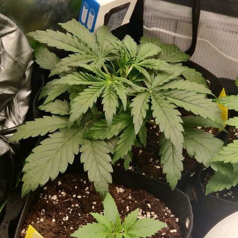 Lemon Haze Auto  growlog timeline photo